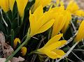 Yellow Amaryllis